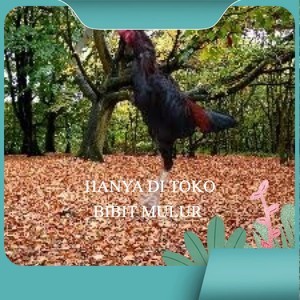 

Telur Ayam Pakhoy Jumbo Vertil Siap Di Tetaskan Jaminan Super Oiginal Bergaransi super