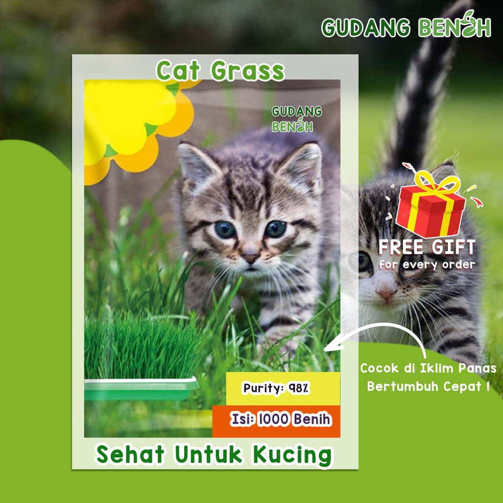 Benih Rumput Gandum / Rumput Kucing / Snack Kucing / Makanan Kucing / Benih Rumput / Isi 1000 Benih