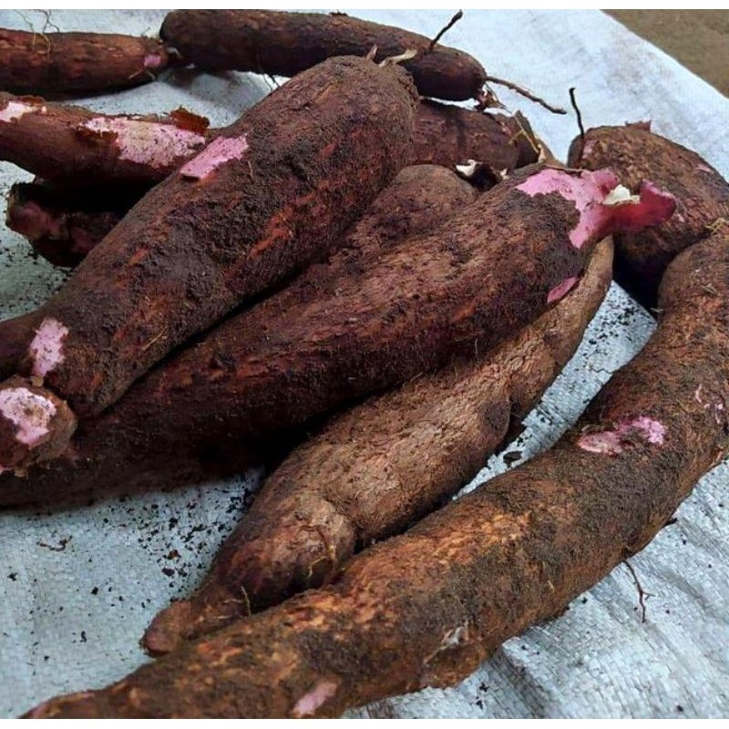 

Singkong Mentega 1KG Singkong Empuk Singkong Bolu