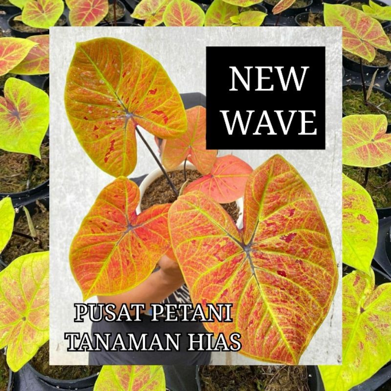 Tanaman Hias caladium New wave Bibit Bonggol