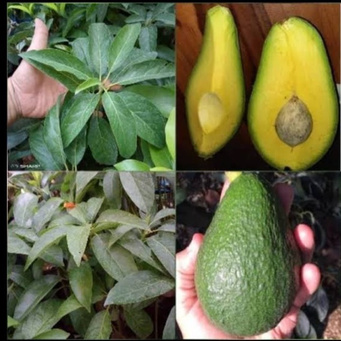 Bibit Buah Alpukat Yamagata