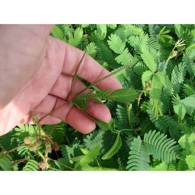 

Daun putri malu segar 500gram siap petik non pestisida