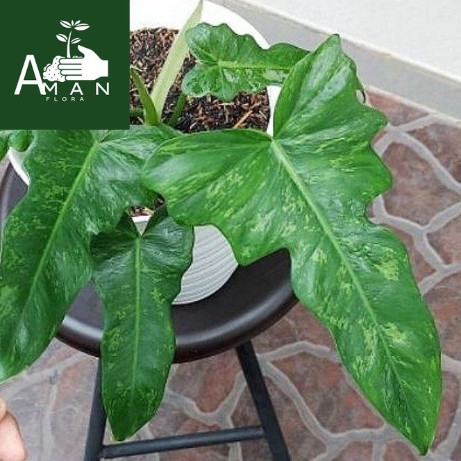 # ( BISA COD ) Tanaman Hias Philo Dragon Variegata / Tanaman Hidup Philodendroon Dragon Variegata / 