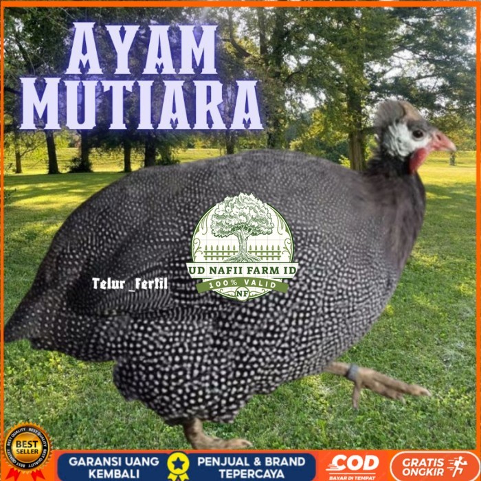 

telur ayam mutiara untuk tetaskan original berkualitas UD NAFII FARM ID