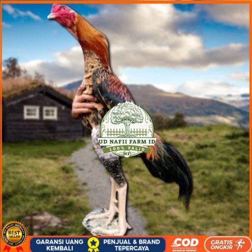 

telur tetas ayam oshamo besar UD NAFII FARM ID
