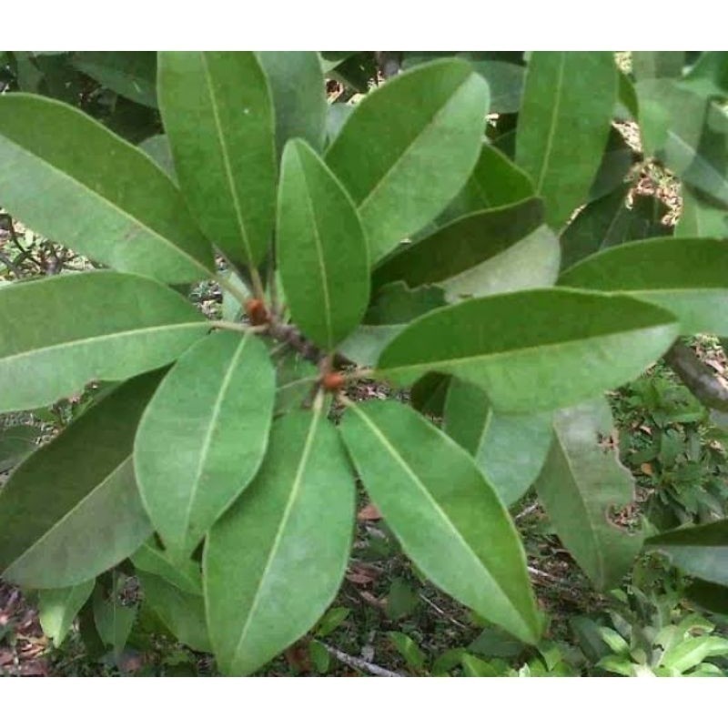 

New promo daun sawo untuk menyegarkan tenggorokan dan mengurangi stress karena kandungan jahenya. 500g-1kg (Aqis Organik)