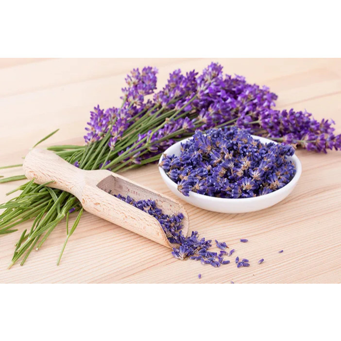 BIBIT BUNGA LAVENDER SIAP TANAM(beli 5 gratis 1)