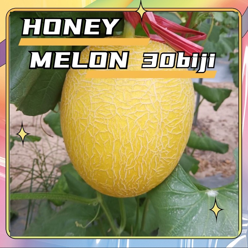 Cocok untuk pemula untuk menanam/Bibit Buah Melon Jumbo Hibrida Isi 30 Benih Benih Melon Alisha F1 M
