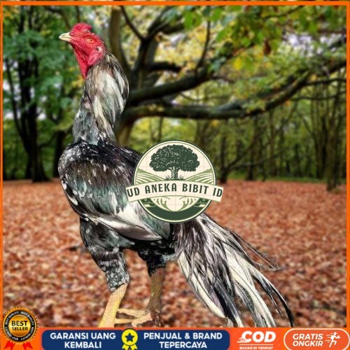 

Telur Ayam Pakhoy Trah Pitt Bull Vertil Siap Di Tetaskan Jaminan Super Oiginal Bergaransi UD ANEKA BIBIT ID