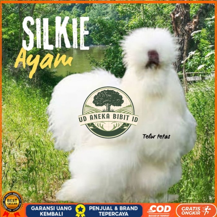 

telur ayam hias silkie original bisa untuk di tetaskan original berkualitas UD ANEKA BIBIT ID