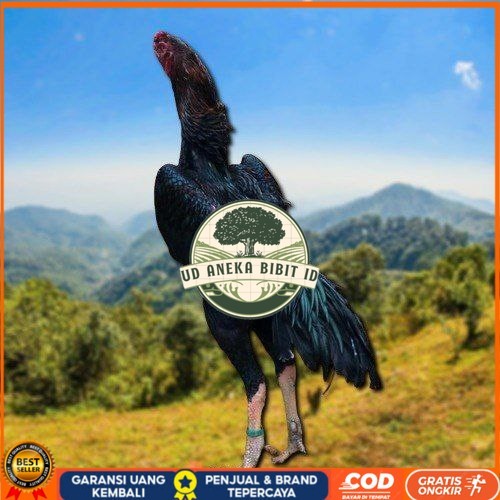 

SHAMO JEPANG TELUR FERTIL FRESH UD ANEKA BIBIT ID