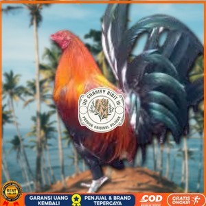 

telur ayam Philipin asli AK47 untuk di tetaskan UD GHANIYY BIBIT ID