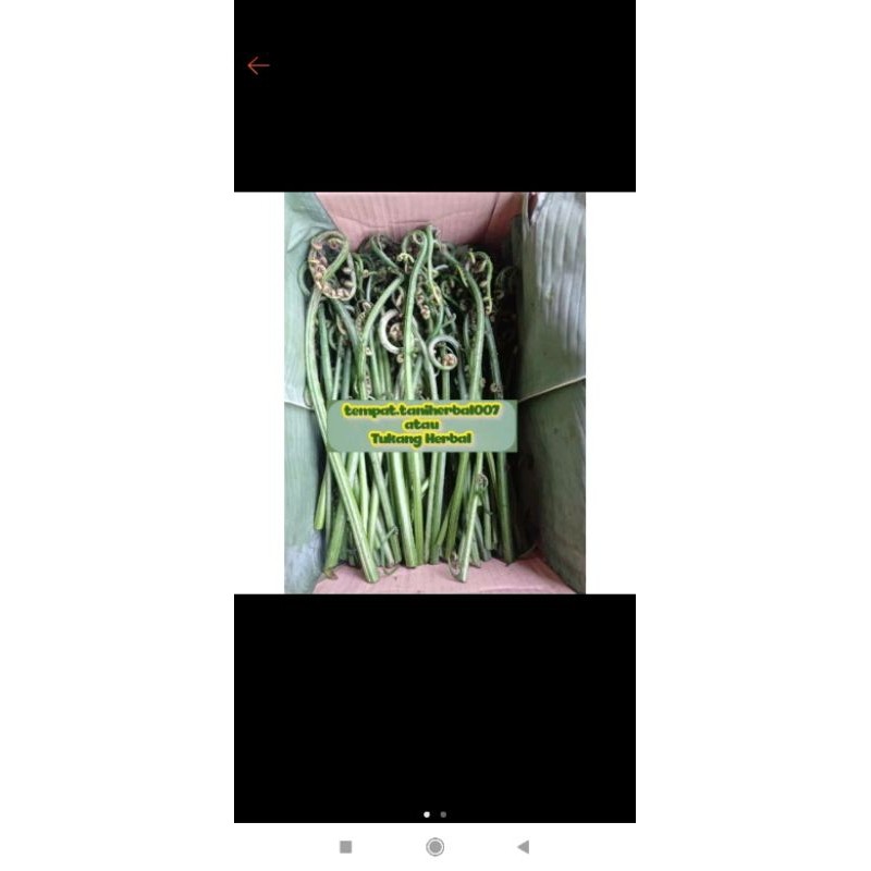 

pakis sayur segar berkualitas 1000 gram