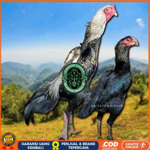 

telur tetas ayam shamo tarung valid super garansi UD_SUPER_UNGGUL_ID