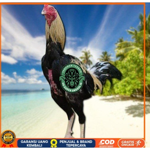 

Ayam Bangkok CLASIK ori Blurang Telur fertil (TERLARIS) UD_SUPER_UNGGUL_ID