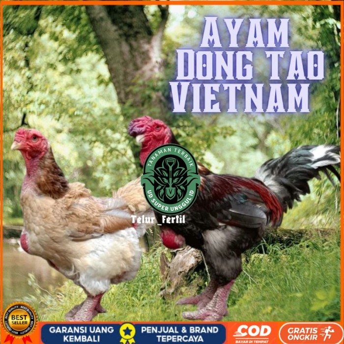 

telur ayam dong tao vietnam ori bisa untuk di tetaskan vertil original berkualitas UD_SUPER_UNGGUL_ID