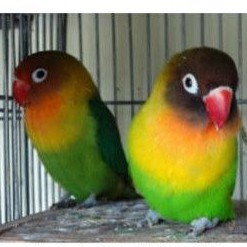 burung lovebird ijo sepasang