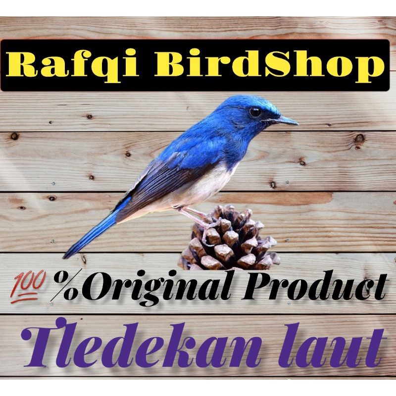burung tledekan laut (rawatan)