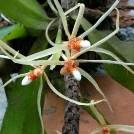 

Ready stok New anggrek mini laba laba,cantik unik rajin berbunga udah +media