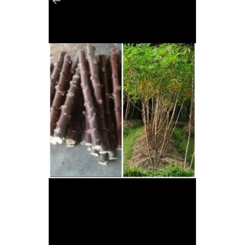 

fjgjkkkk