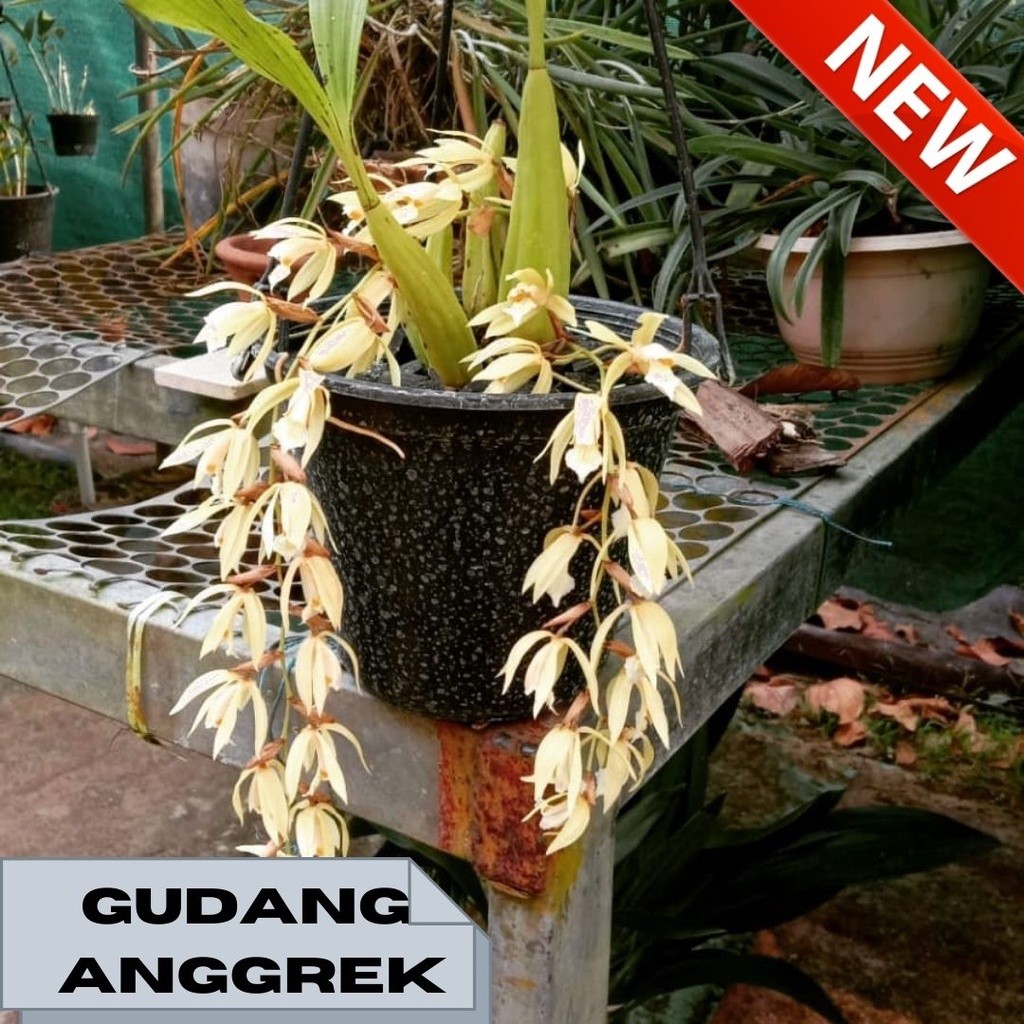 anggrek coelogyne rochussenii dewasa murah