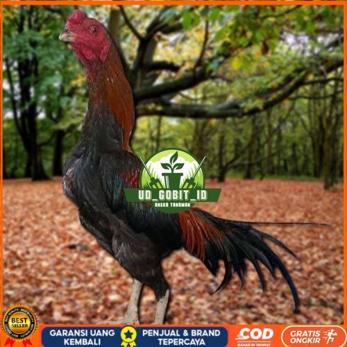 

Telur Ayam Pakhoy Jumbo Vertil Siap Di Tetaskan Jaminan Super Oiginal Bergaransi UD_GOBIT_ID