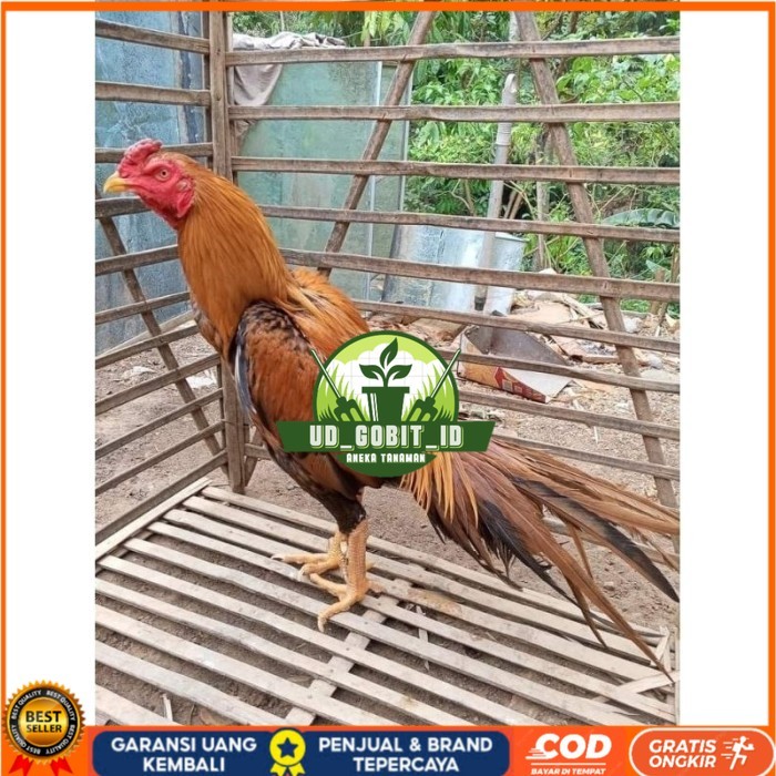 

(10 butir) Telur Ayam Ekor Lidi Untuk Di tetaskan UD_GOBIT_ID