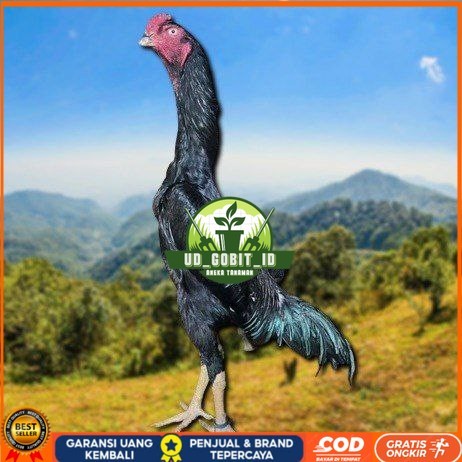 

telur ayam shamo eropa ori petarung handal bisa untuk di tetaskan UD_GOBIT_ID