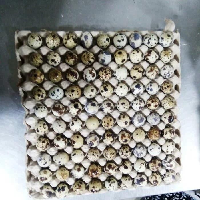 

Telur Puyuh Curah Segar Isi 90 Butir