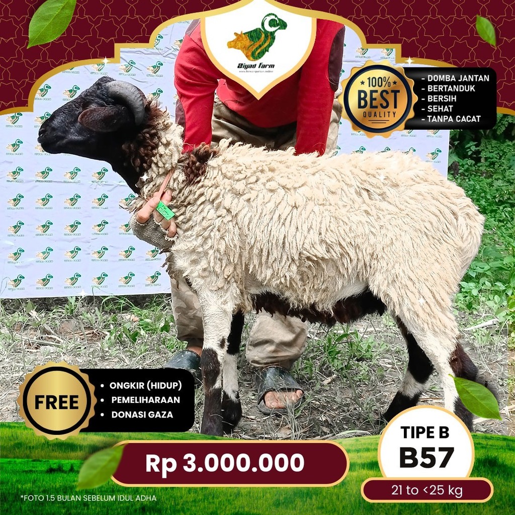 

Domba Qurban Tipe B 57, berat 21 sd 25 Kg