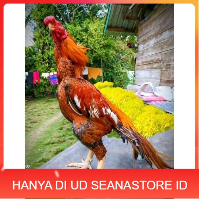 

TELUR ASEL PUKUL LARI INDUK JUARA.. PROMO original berkualitas UD SEANASTORE ID
