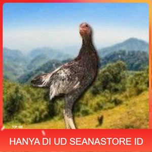 

Shamo Eropa Kelabu .Terlaris (telur fertil) UD SEANASTORE ID