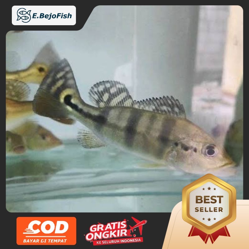 Hiasan pbass azul aquarium