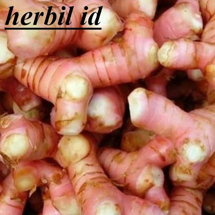 

SAHABATTANI LENGKUAS (pack ± 100gr) segar Terbaik Terlaris Termurah Premium