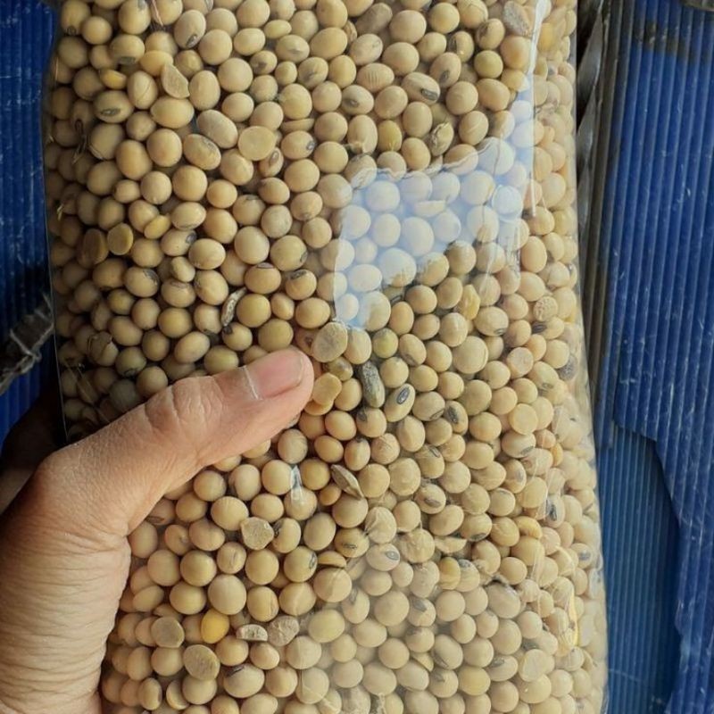 { COD } Benih Kedelai Grobogan Berkualitas siap tanam