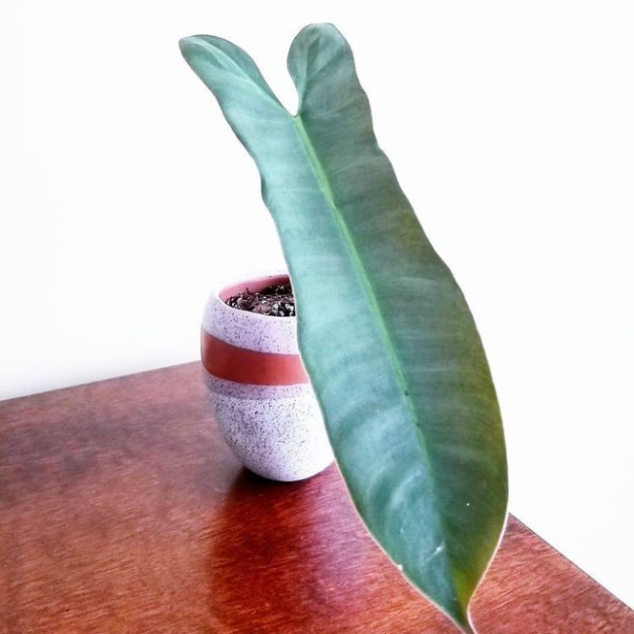 PROMO philodendron atabapoense - 1 daun pancing - 1 daun + tunas