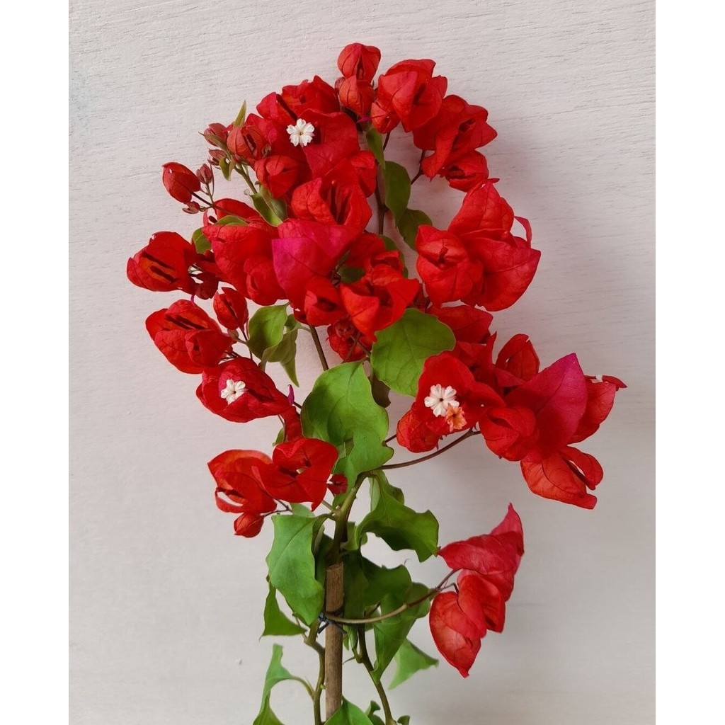 BIBIT TANAMAN HIAS BUGENVIL BUNGA KERTAS // BOUGENVILLE ANGGUR/TANGLONG MERAH