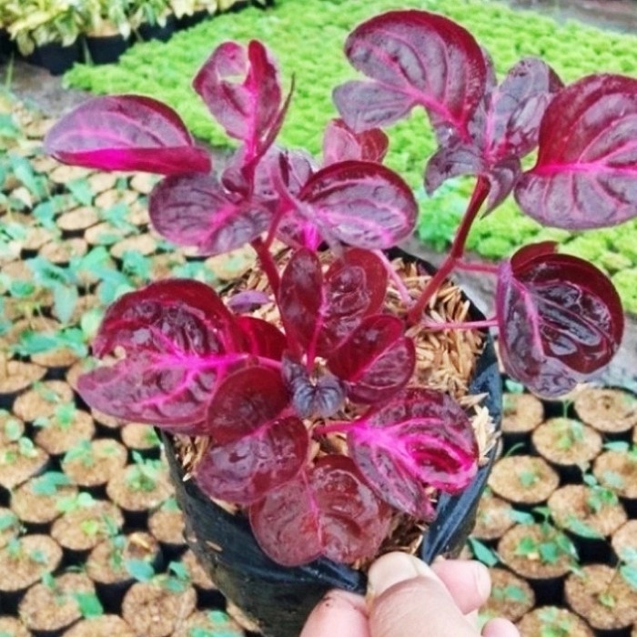 Tanaman Hias Miana Bayam Mangkuk Merah / Bunga Miana Mangkokan