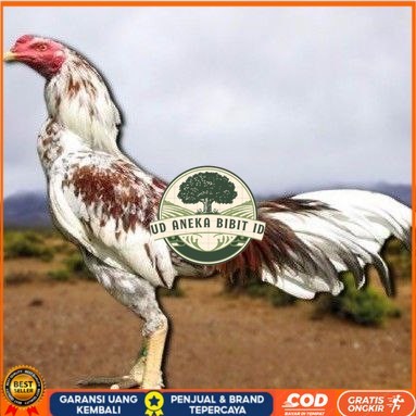 

telur tetas ayam pama berkualitas unggul UD ANEKA BIBIT ID