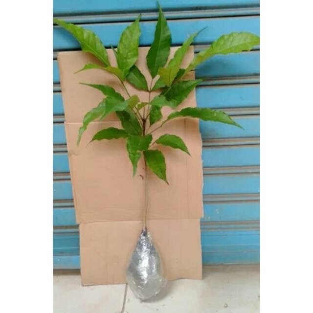 Bibit tanaman tabebuya bunga ungu - Pohon tabebuya Terlaris