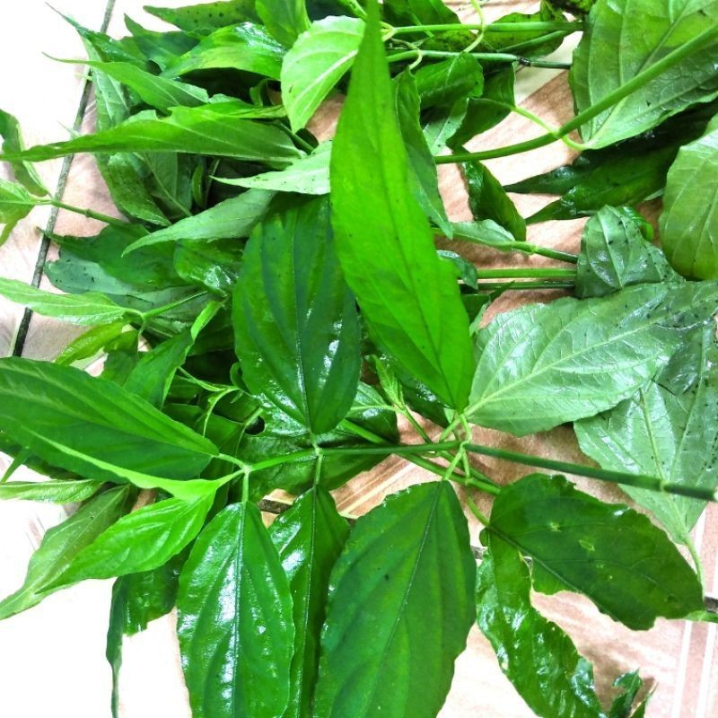

COD DAUN BELALAI GAJAH /DAUN SABAH/DAUN KALINGSIR/KIKALINGSIR 500 GRM readyy ready