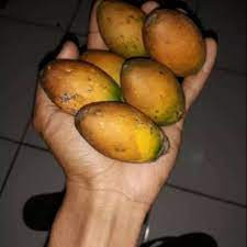 

BUAH JAMBE TUA ORIGINAL | BUAH PINANG TUA KUNING UTUH 1kg