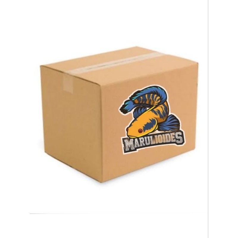 BOX ISI CHANNA YS BATIK 11-13cm dapet 3 ekor