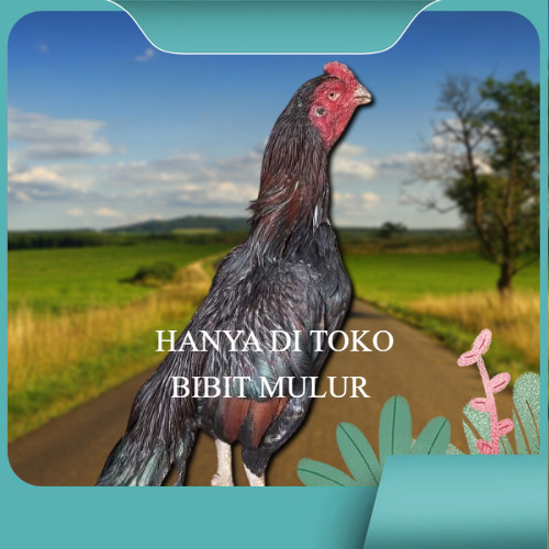 

telur ayam assel Parrot ori bisa untuk di tetaskan