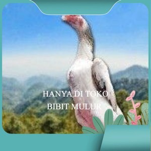 

telur tetas ayam shamo aduan vertil super garansi