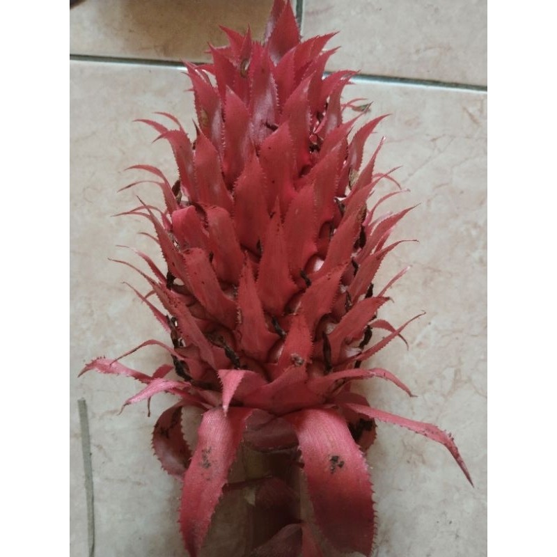 

buah nanas muda merah per1 buah