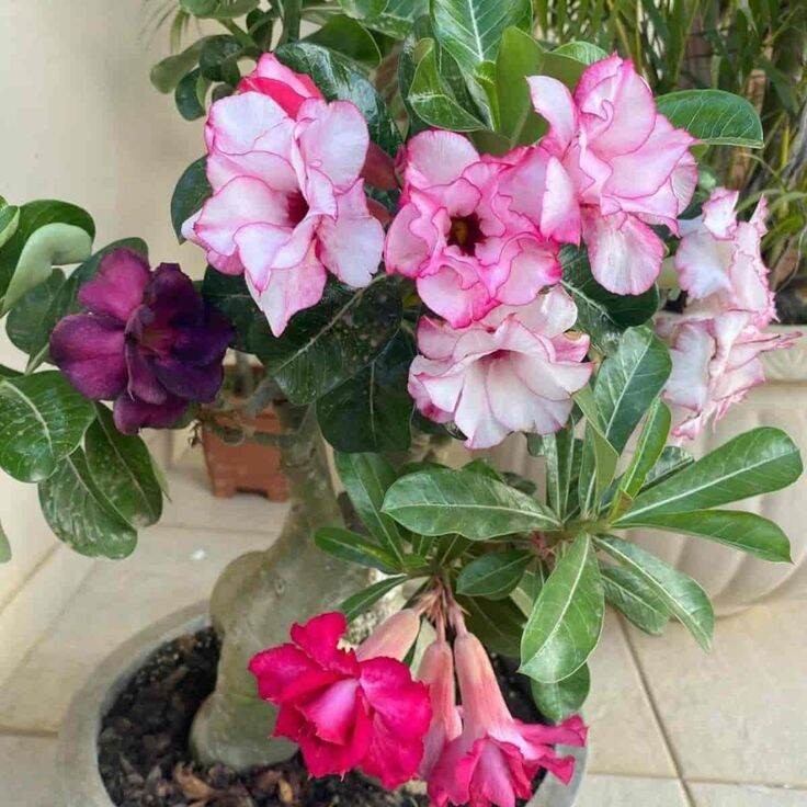 A.F TERLARIS Adenium bunga tumpuk 3 warna 1 pohon