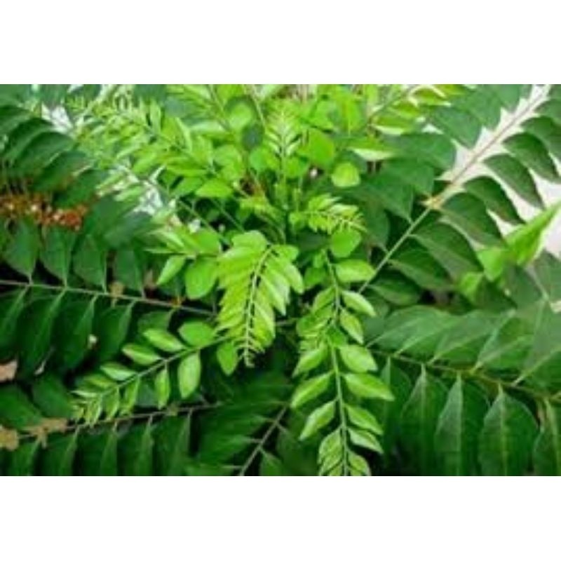 

MAKRIFATBUSINESS Paket 100 Gram DAUN KAREN SALAM KOJA Penyedap Masakan Rasa Kare Lezat