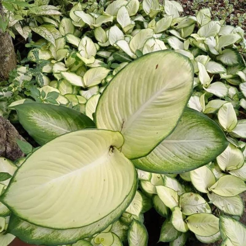 TANAMAN HIAS AGLONEMA ANGGUN AYU PUTIH - DIVVEN ANGGUN AYU