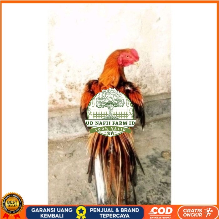 

Telor Ayam Bangkok Ekor Lidi Telur Ayam Hias Fertil hanya untuk ditetaskan - Pejantan 1 UD NAFII FARM ID